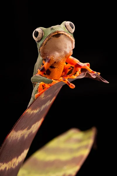 Tigerbein Affe Laubfrosch — Stockfoto