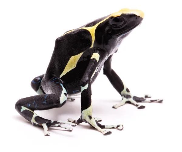 Male deying poison dart frog — Stock Photo, Image