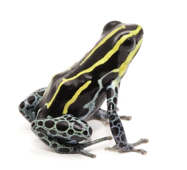 Yellow striped poison dart frog — Stock Photo, Image