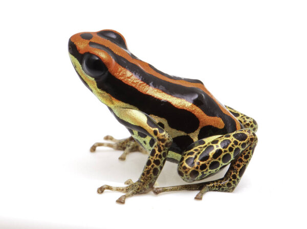 Ranitomeya uakarii Золотой Легс