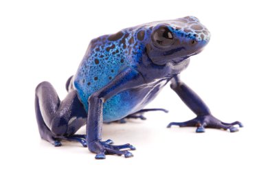 Dendrobates gök mavisi, canlı mavi zehirli ok kurbağası