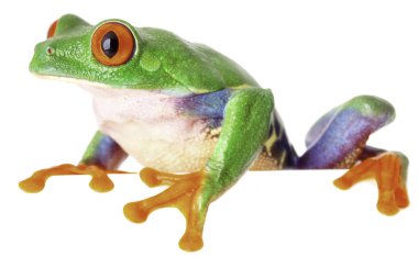 Kırmızı gözlü ağaç kurbağası 