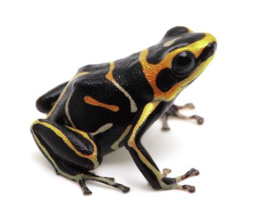 Ranitomeya fantastica Reticulated