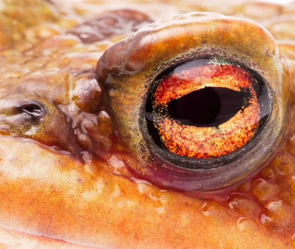 El ojo de un sapo común —  Fotos de Stock