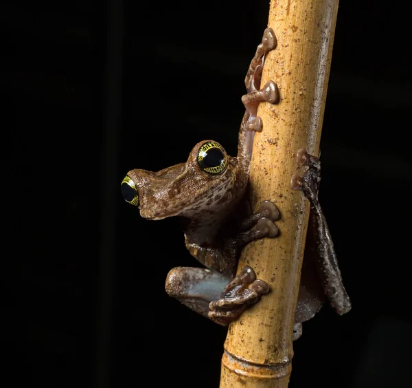 Tropische boomkikker — Stockfoto