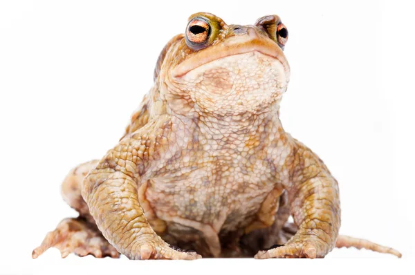 Европейская жаба — стоковое фото