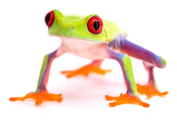 Червоноока жаба на високих ногах . — стокове фото