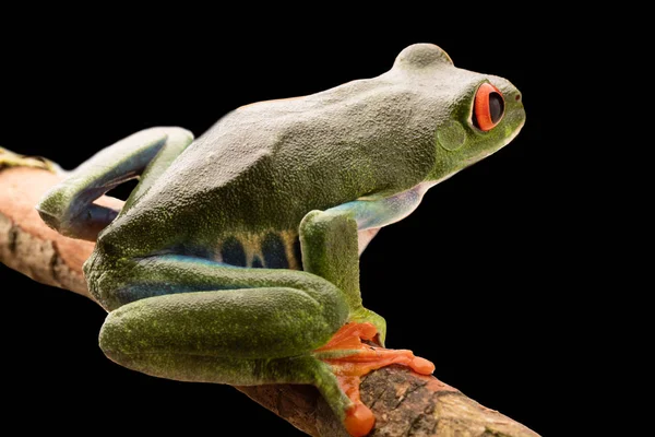 Laubfrosch mit roten Augen — Stockfoto