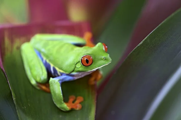 Ciekawy, czerwony Eyed tree frog — Zdjęcie stockowe