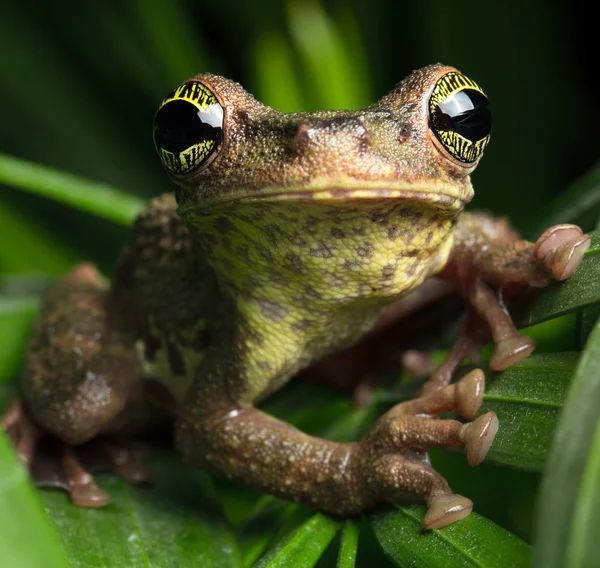 Tropical rainforest tree frog — Stock Photo, Image