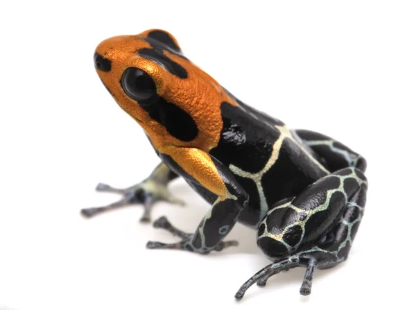 Red headed poison dart or arrow frog — Stock Photo, Image