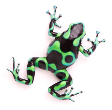 zehirli ok, Dendrobates hava