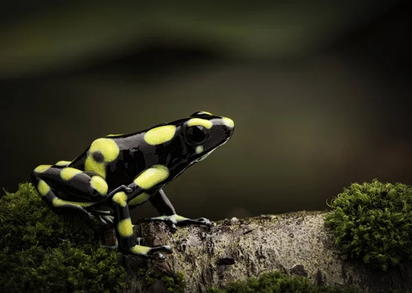 Rana de dardo venenosa tropical — Foto de Stock