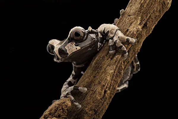 Grenouille des bois tropicale — Photo