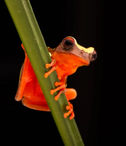 Blad of boomkikker — Stockfoto