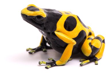 Yellow black bumblebee poison frog clipart