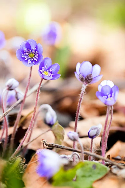 Kék tavaszi vadvirágok — Stock Fotó