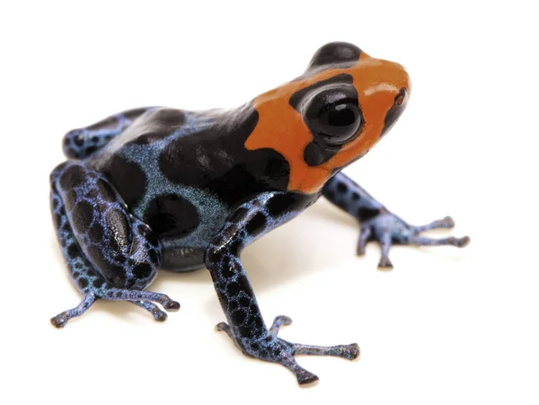 Kırmızı kafa ile zehirli ok kurbağası — Stok fotoğraf