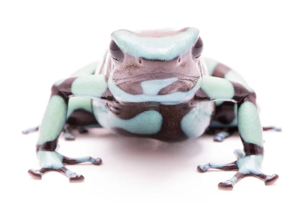 Zatruta żaba — Zdjęcie stockowe