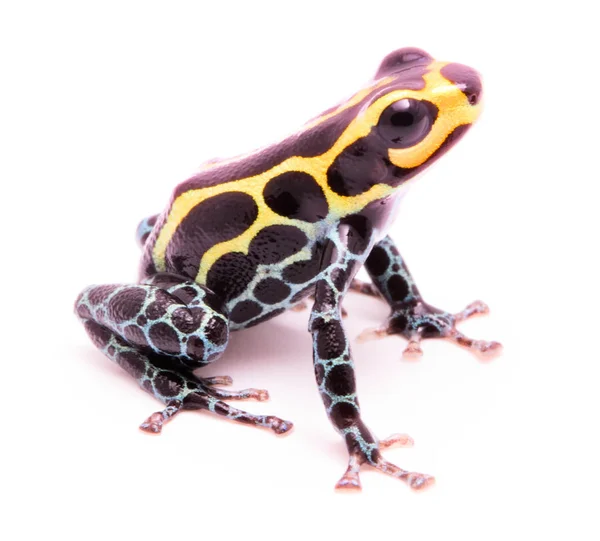 Zatruta Strzałka mała żaba — Zdjęcie stockowe