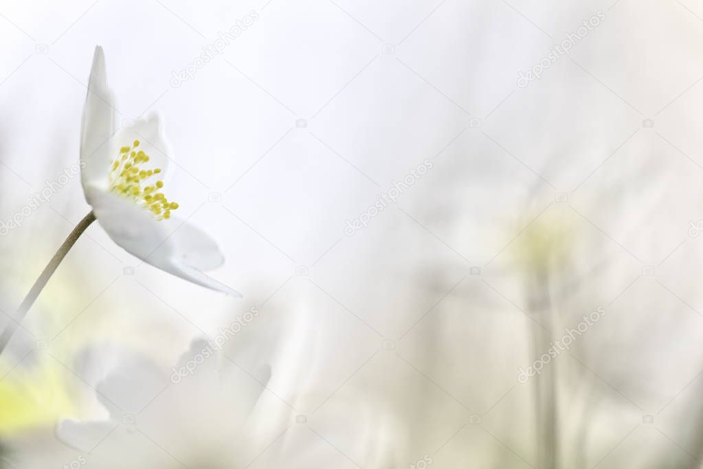 wild spring flower