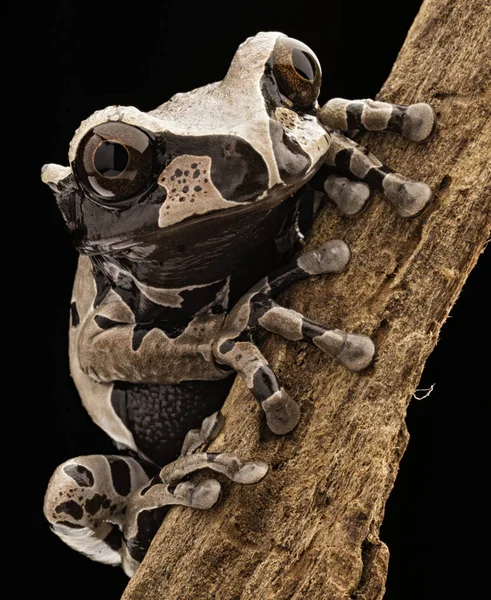 Rana arborícola de cabeza espinosa — Foto de Stock