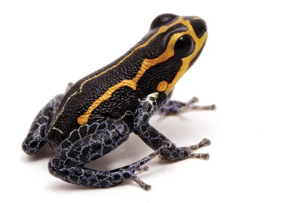 Kleine giftige regenwoud kikker — Stockfoto