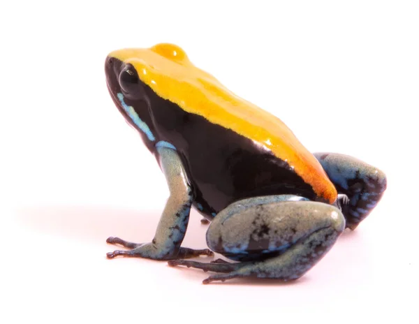 Kleiner tropischer Frosch — Stockfoto