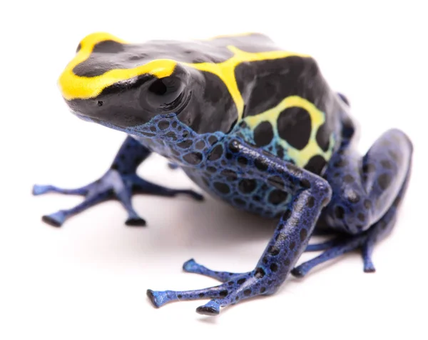 蓝色黄色染色箭毒蛙 — 图库照片