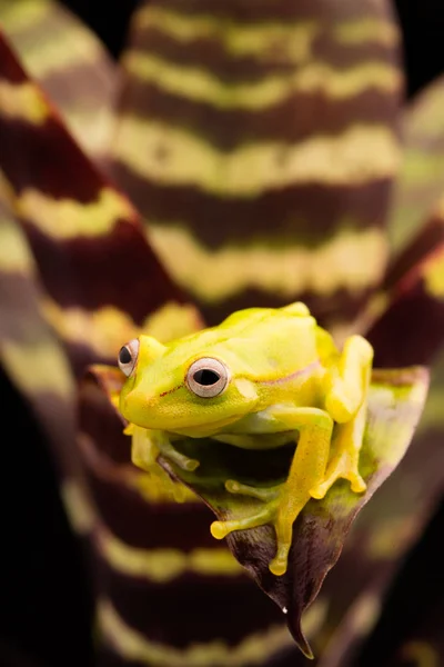 폴카 도트 나무 개구리 — 스톡 사진