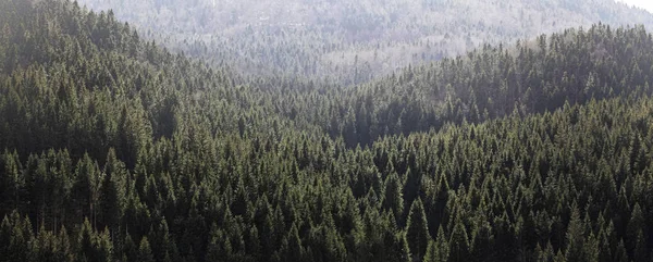 Bosque de montaña en Eslovenia — Foto de Stock