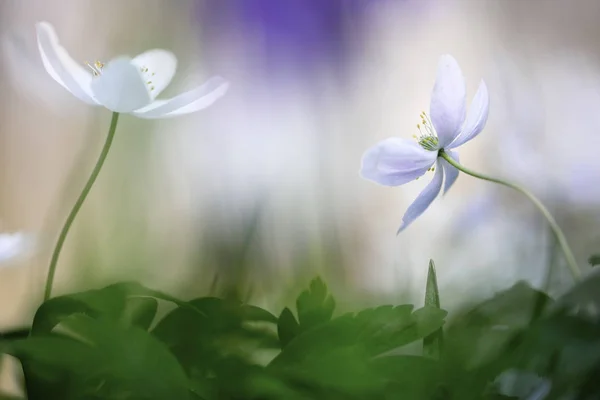 Anémonas de madera en flor — Foto de Stock