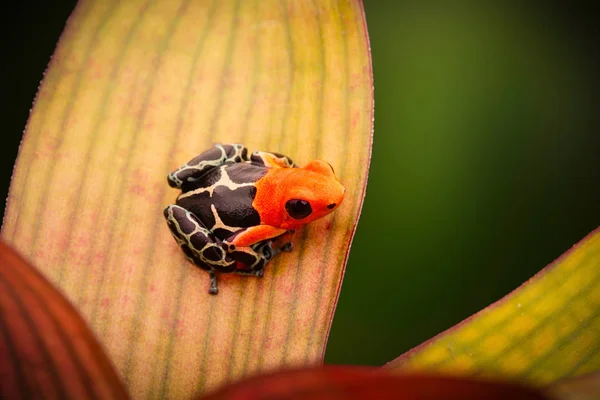 Poison dart or arrow frog — Stock Photo, Image