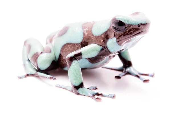 Poison dart frog — Stock Photo, Image