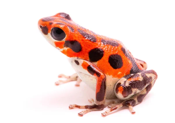 Sapo de dardo veneno vermelho — Fotografia de Stock