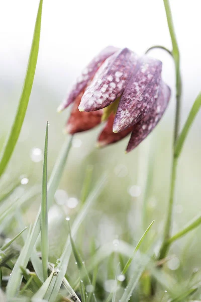 Pink wild springflower