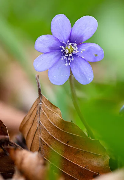 Hoja de hígado de flor silvestre de primavera azul — Foto de Stock