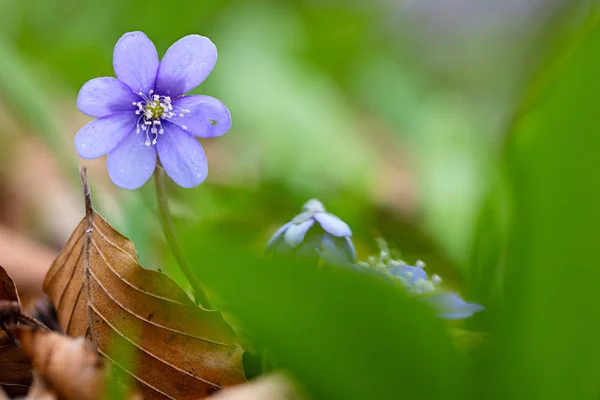 Blauer Frühling Wildblumenleberblatt — Stockfoto