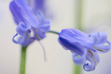 iki canlı menekşe mavi bluebells