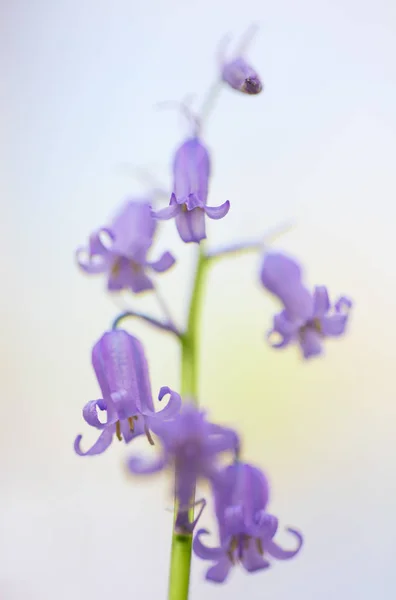 Campanas azules primavera flores silvestres — Foto de Stock