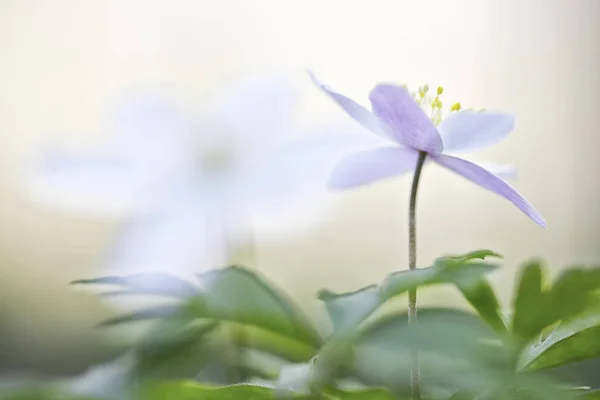 O singură floare de lemn anemonă — Fotografie, imagine de stoc