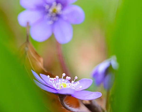 Flor silvestre azul primavera — Foto de Stock