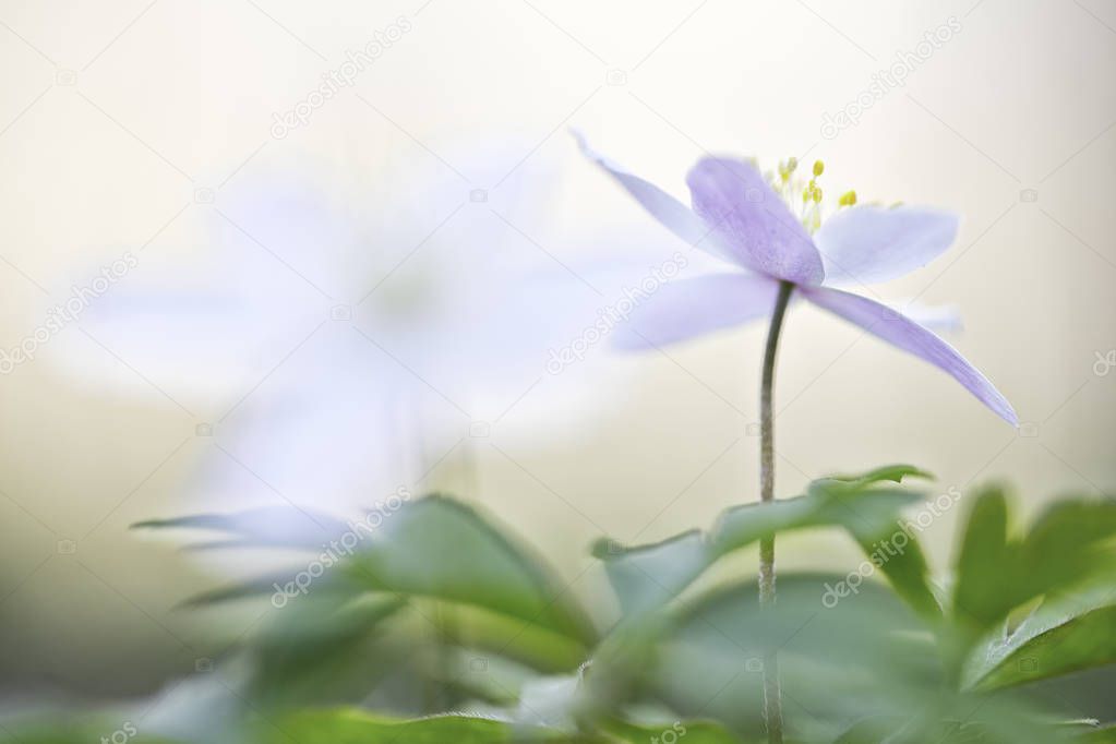 single wood anemone flower