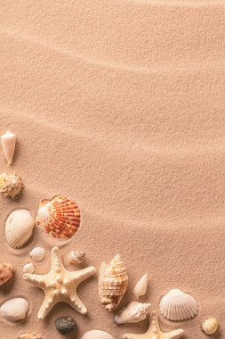Deniz yıldızı ve yatan seashell plaj kumu