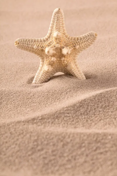 Τροπικό αστερίες ωοτοκίας στην αμμουδιά — Φωτογραφία Αρχείου