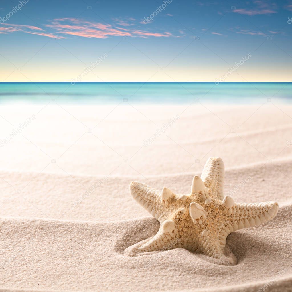 tropical starfish laying on beach sand