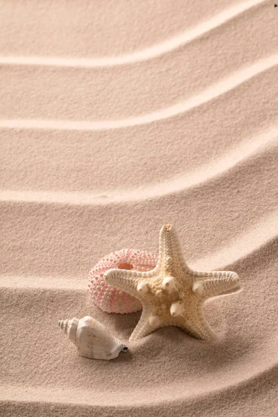 Αστερίες και ξαπλωμένη σε κοχύλι παραλία Άμμος — Φωτογραφία Αρχείου