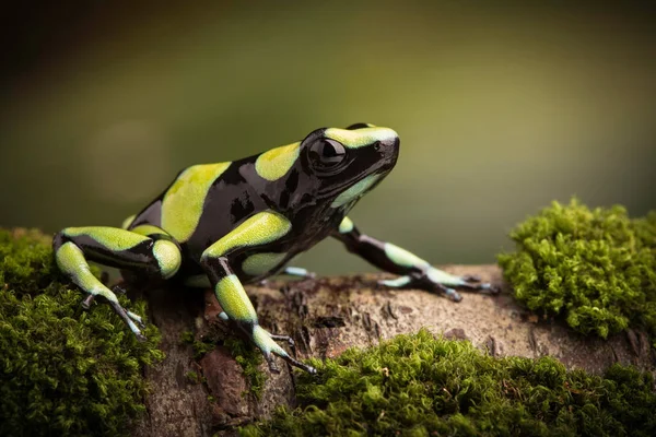 Tropikal zehirli ok kurbağası — Stok fotoğraf