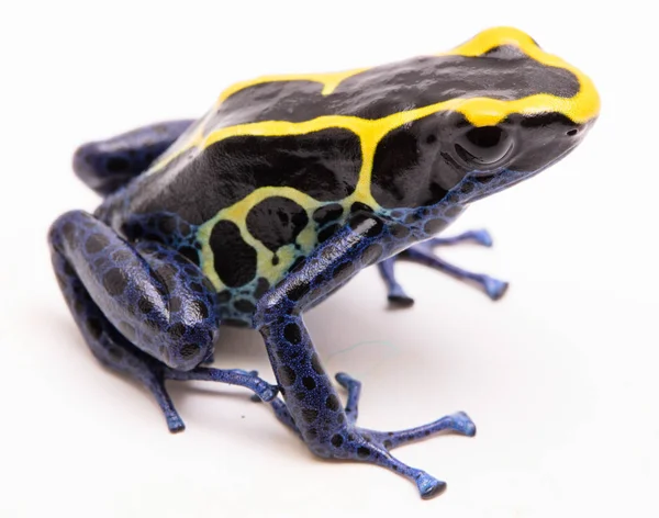 Siyah ve sarı zehirli ok kurbağası — Stok fotoğraf