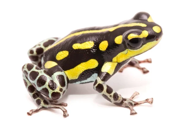 Poison dart or arrow frog — Stock Photo, Image